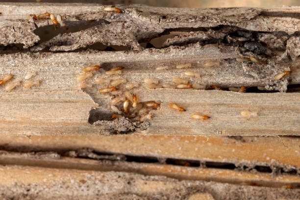 Best Cockroach Control Services  in Holiday Heights, NJ