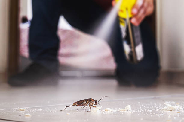 Best Local Pest Control Services  in Holiday Heights, NJ