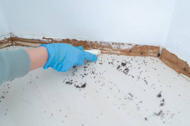Best Wasp Removal Services  in Holiday Heights, NJ